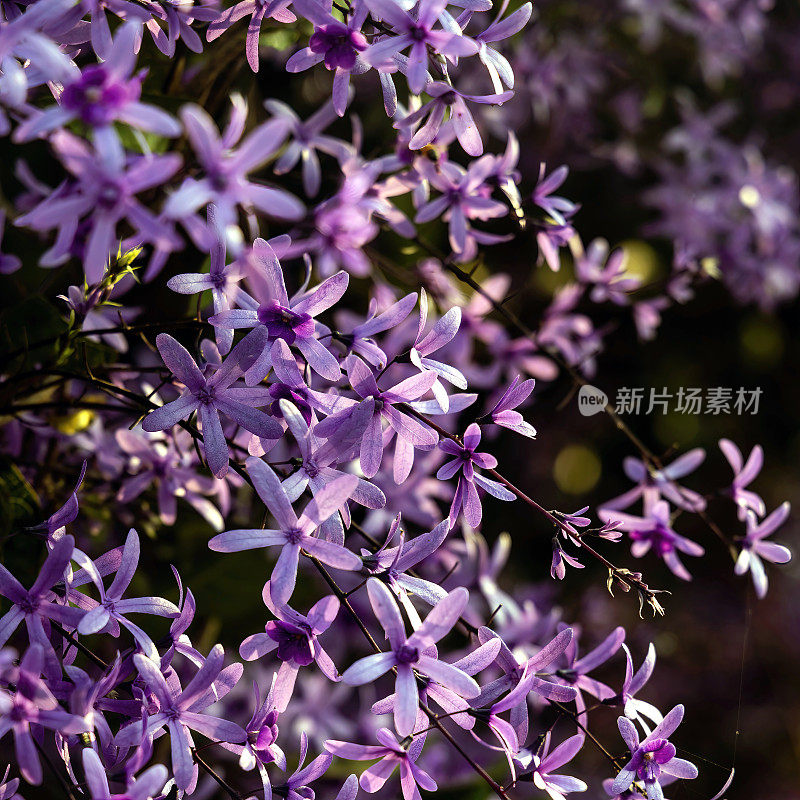 紫皇后花环(Petrea volubilis)开花藤蔓